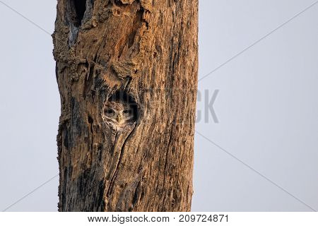 Spotted Owlet (athene Brama) Sitting In A Hollow Of A Tree In Keoladeo Ghana National Park,  Bharatp