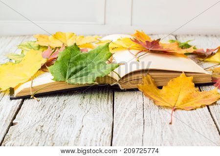 Open Book And Colorful Maple Leaves On White Wooden Background