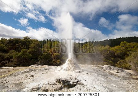 Lady Knox Geyser erupting at Wai-O-Tapu Geothermal Wonderland near Rotorua in New Zealand
