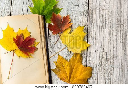 Open Book And Colorful Maple Leaves On White Wooden Background