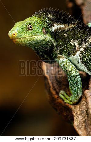 Portrait Of Fijian Crested Iguana (brachylophus Vitiensis) On Viti Levu Island, Fiji