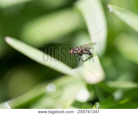 fly in the grass. macro . In the park in nature