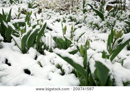 Tulip under the snow in the countryside garden. Winter in May, climate anomaly.