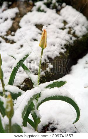 Tulip under the snow in the countryside garden. Winter in May, climate anomaly.