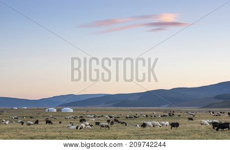 ger and sheep in a landscape of northern Mongolia