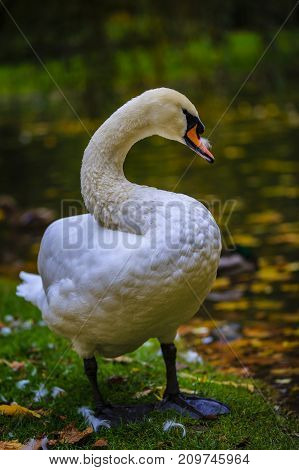 A beautiful swan over a pond in an autumn park.