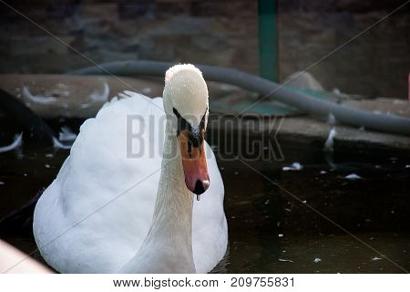 Beautiful swans rest under the sun in the early morning