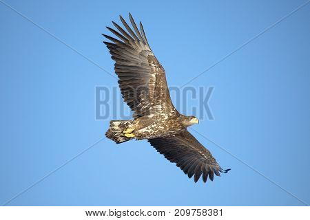 A white tailed eagle glides through the air against a background of blue sky. Horizontal