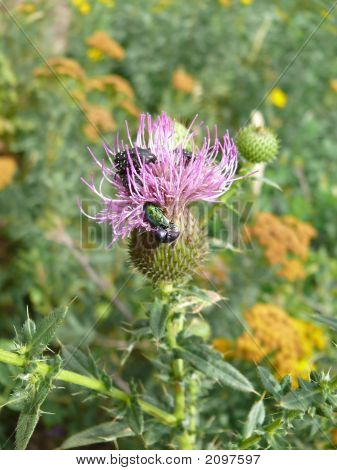 Thistle