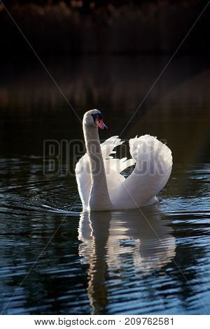 White swan on the lake close up in the evening