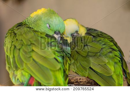 Sleeping green and yellow Lovebirds cuddling together
