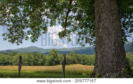Big Oak tree along fenceline in mountain pasture