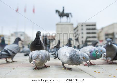 The pigeons in Ulus Square - Ankara, Turkey