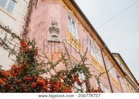 Llex aquifolium on the background of beautiful pink historical building with sculpture in Prague