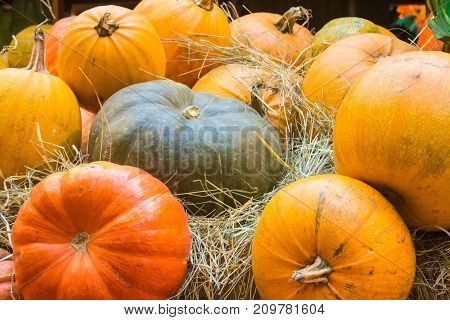 Orange and green pumpkins. Agricultural products on the hay