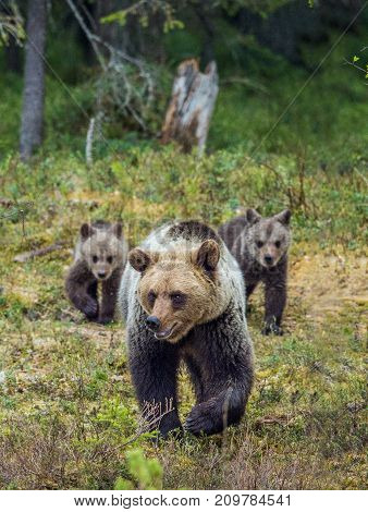 She-bear And Cubs Of Brown Bear (ursus Arctos Arctos) On The Swamp In The Summer Forest. Natural Gre