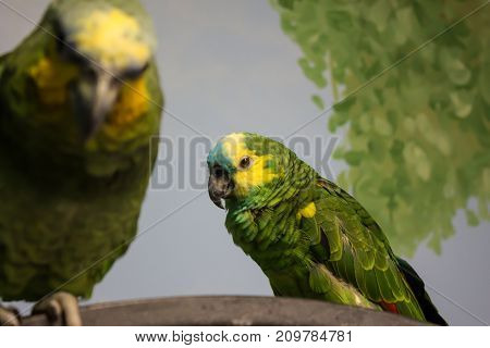 Green and yellow parrots with different perspectives
