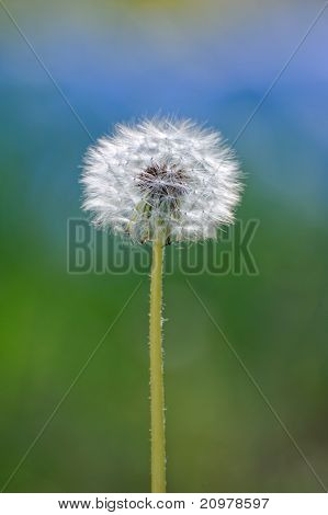 Dandelion