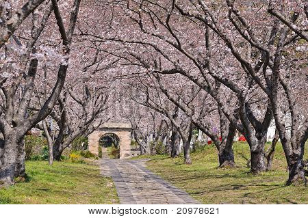 Arco di Sakura