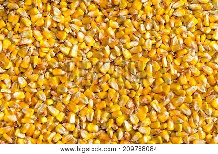 heap of corn seeds or maize in the field of farmland