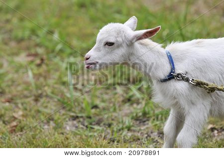 Goat kid