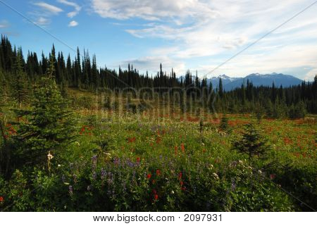 Vilda blommor på Mount Revelstoke i sommar