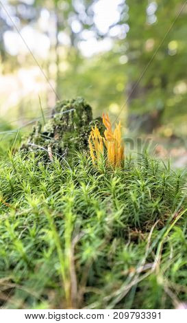 low angle shot of a orange coral fungi in forest ambiance