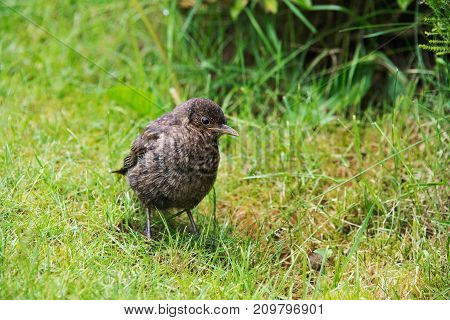 Close up of a baby blackbird in a garden in the UK