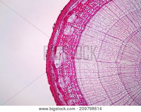 Cross sections of plant stem under microscope view