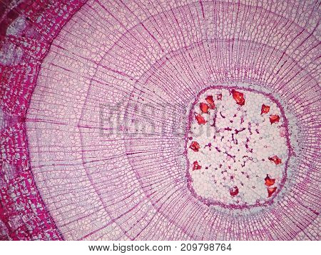 Cross sections of plant stem under microscope view