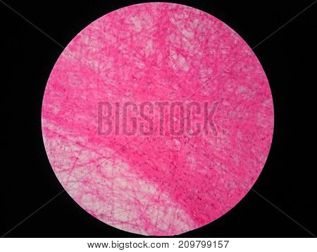 Histology of human areolar tissue under microscope view