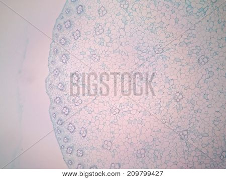 Cross sections of plant stem under microscope view
