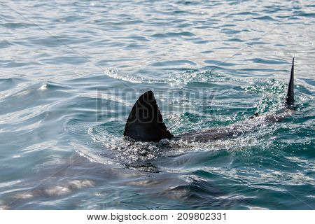 A Fin Of A Great White Shark Cuts Through The Oceans Surface