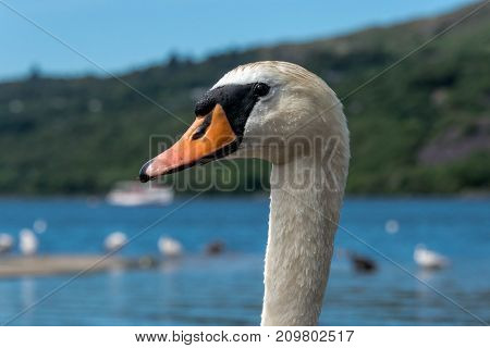 Close up of a mute swan (Cygnus olor) on a lake in Llanberis Wales
