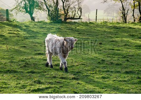 A young highland cow walking through lush green grass