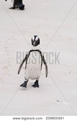 Close up of single African penguin on Boulders beach South Africa