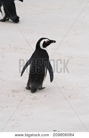 Close up of single African penguin on Boulders beach South Africa