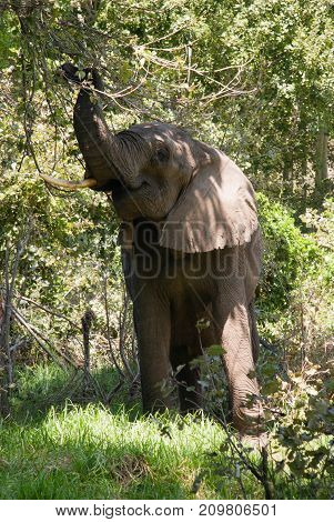 An African elephant pulling leaves from a tree in a game reserve in South Africa