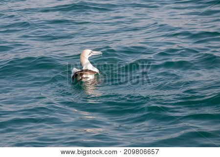 A cape gannet swimming in the ocean in Mossel Bay South Africa
