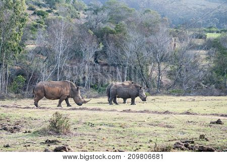 A group of white rhinos in a game reserve in South Africa
