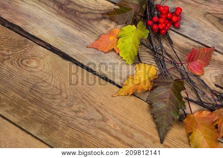Thanksgiving Background With Ripe Rowan Berries Door Wreath, Copy Space