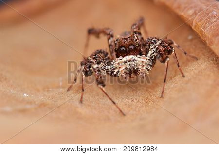 macro image of the world's most intelligent spider - Fringed Jumping Spider