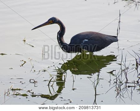 Little Blue Heron Ding Darling Wildlife Refuge Florida