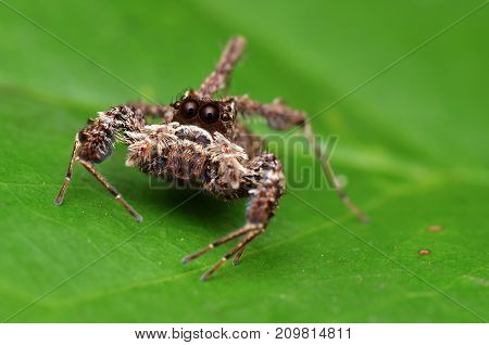 macro image of the world's most intelligent spider - Fringed Jumping Spider
