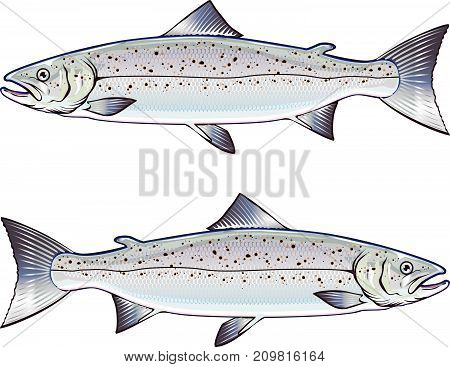 Atlantic Salmon vector illustration clip-art detailed image