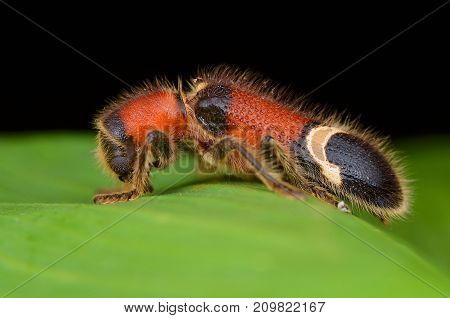 macro image of a hairy Checkered Beetle