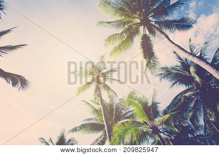 Plam tree on the white background (palm tree coconut)