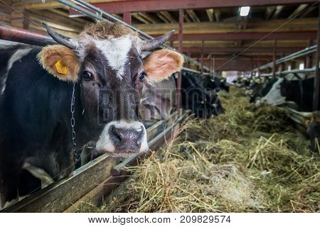 Cows eat hay on the farm in the winter.