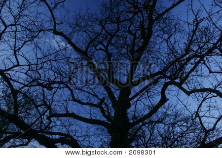 Trees With Sky