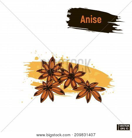 Colored Sketch Anise.